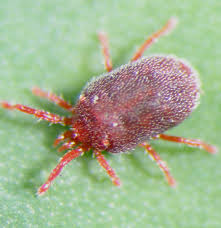 uploads/images/pest/red spider mite.jpg